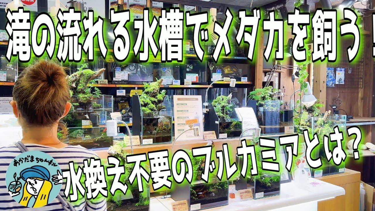 【アクアリウム】ワクワクが止まらない老舗アクアショップヒロセペット潜入取材（メダカからパルダリウムまで！水換え不要のブルカミアの謎に迫る）