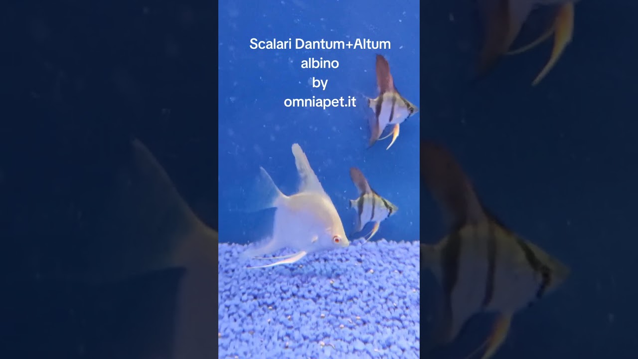 Scalari dantum