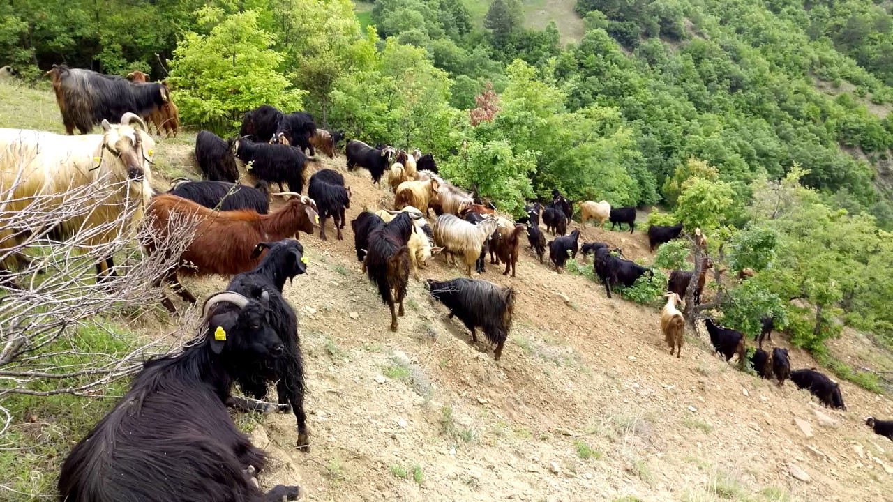Sinop durağan hacımahmutluköyü keçileri