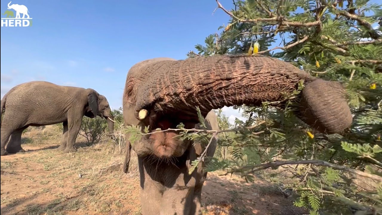 Elephants on the Move! Bubi Gets Injured & Khanyisa Bonds Closely with Timisa