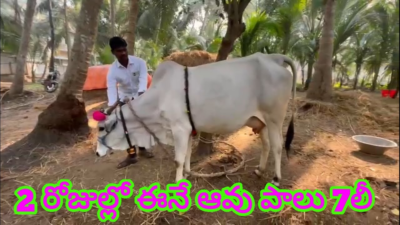 దేశీ సుడి ఆవు 799 3689 452 Desi cows Ongole cow #cow