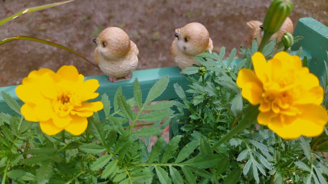 2025.8 .12　高岡公園マレット場　今日の花の様子