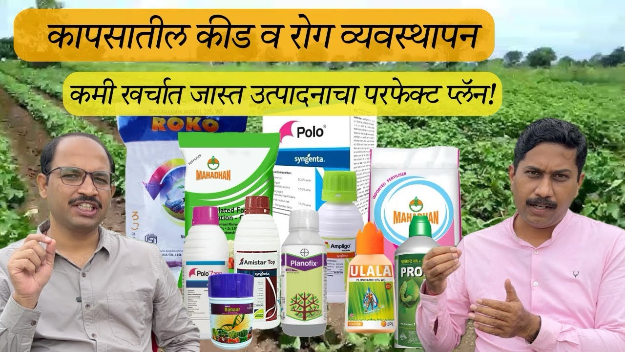 कपाशीचे कीड रोग व्यवस्थापन: खर्च कमी उत्पन्न जास्त असा परफेक्ट प्लॅन!#insecticide #cotton #lokshivar