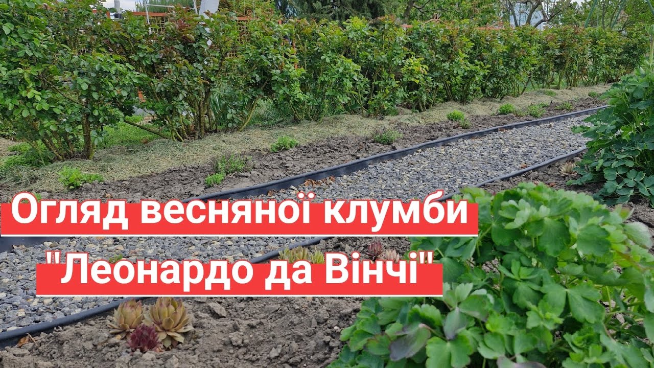 Огляд весняної клумби Леонардо да Вінчі