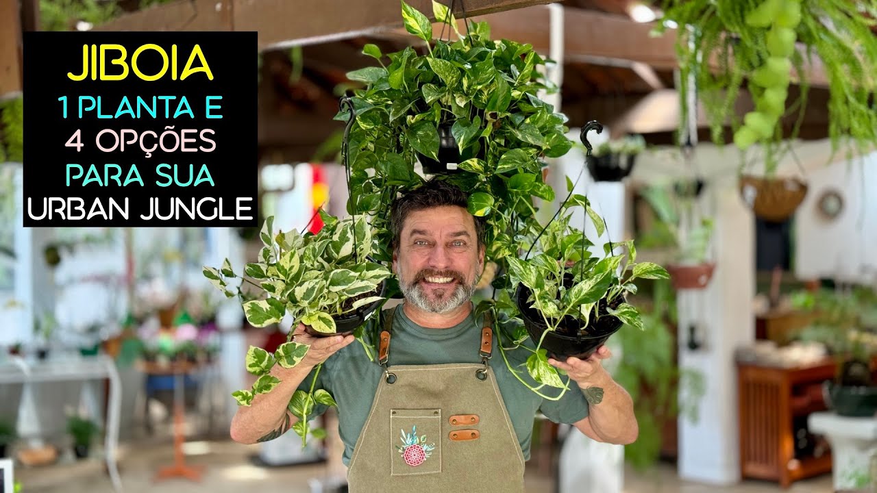 JIBOIA: 1 Planta e 4 Op&ccedil;&otilde;es para sua URBAN JUNGLE