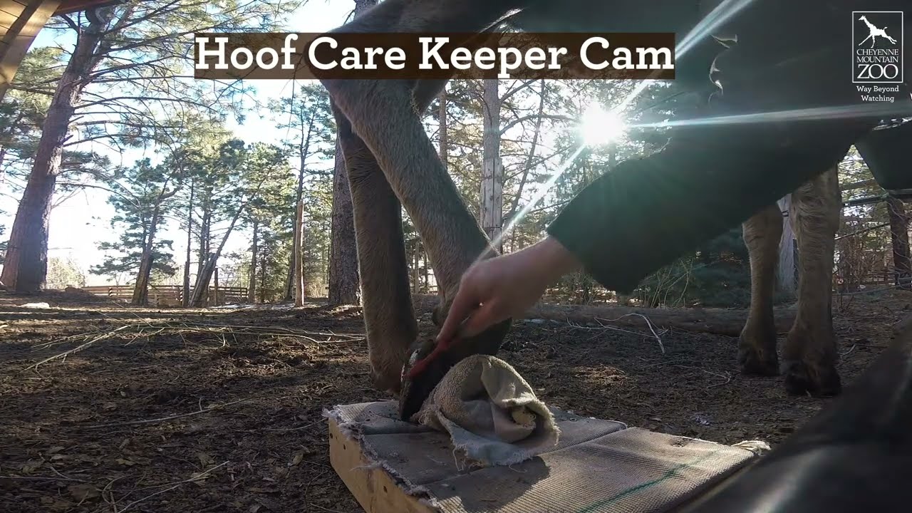 Moose Training with Atka, 1-year-old Alaska moose