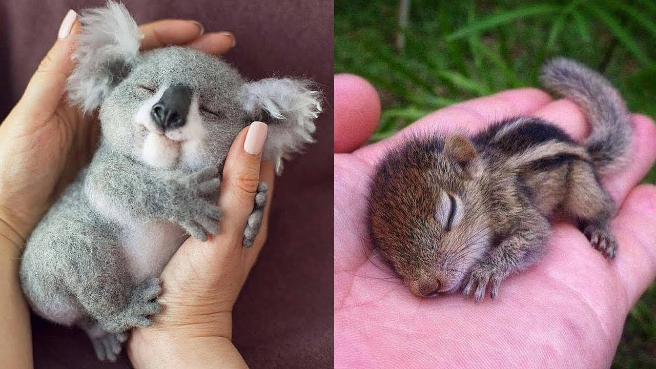 Schattige Baby Dieren Video'S Compilatie Schattig Moment van de Dieren - Schattigste Dieren