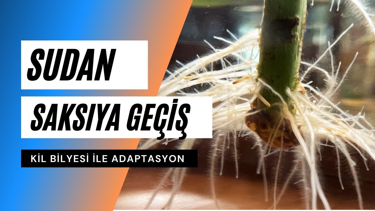 Kil Bilyesi ile Bitki Çoğaltma & Suda Köklendirme ve Saksıya Geçiş | Ev Yeşili