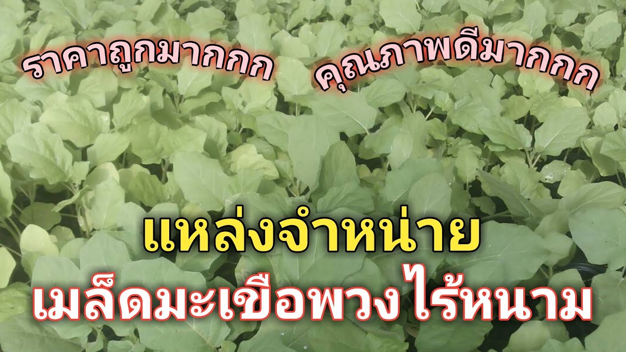 แหล่งจำหน่ายเมล็ดมะเขือพวงไร้หนาม ถูกสุด คุณภาพดีสุดในประเทศไทย