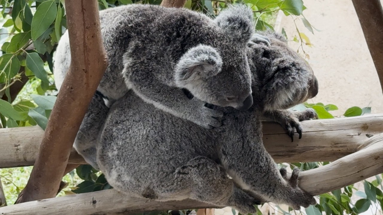 ✨ Only a Mother’s Love 💛 | Koala & Baby – Long Edition 2