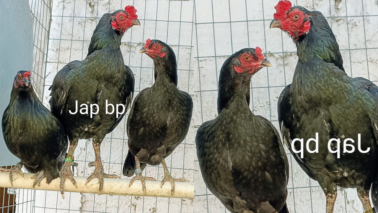 Jap Shamo Asil Yellow Leg Rancho Burras Prietas