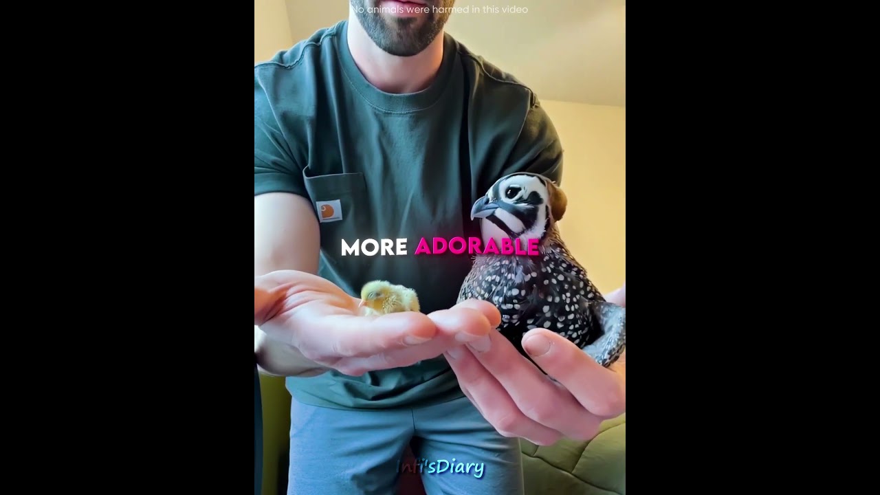 This Man Raised Button Quails with Love🐥🥰 (@fathenfarms/IG) #shorts orts