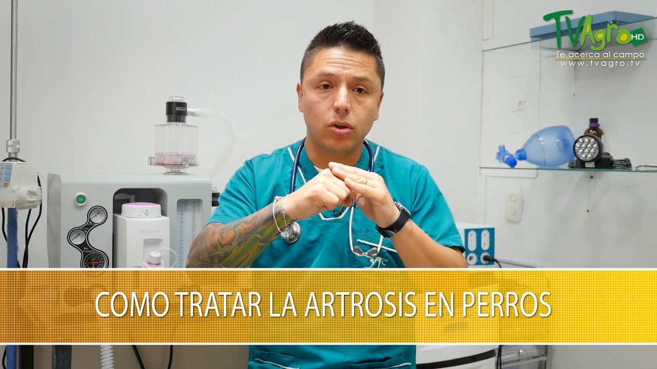 Como Tratar la Artrosis en Perros - TvAgro por Juan Gonzalo Angel Restrepo
