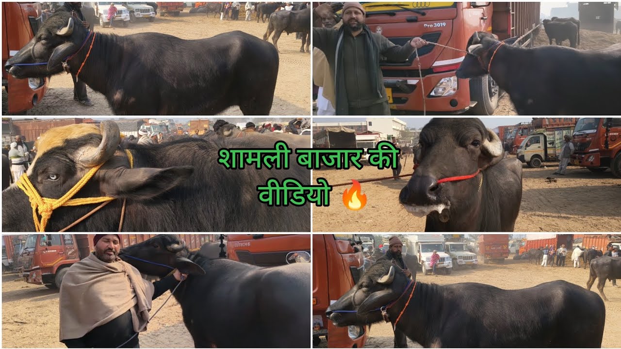 20-01-2026 की शामली बाजार की वीडियो 🔥@KapilTomar_07 