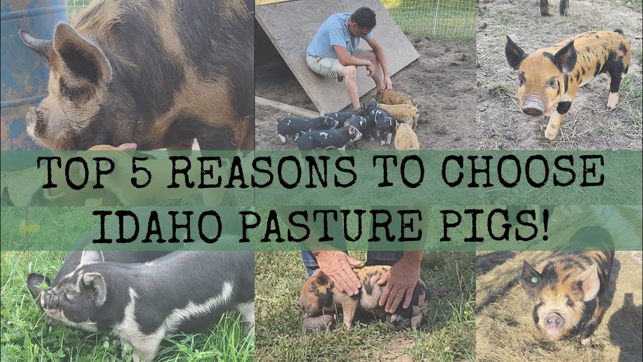 Top 5 reasons to choose Idaho Pasture Pigs!