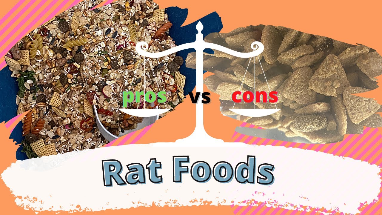 BEST food for Pet Rats |Mix vs Kibble| fancy rats| Diet|
