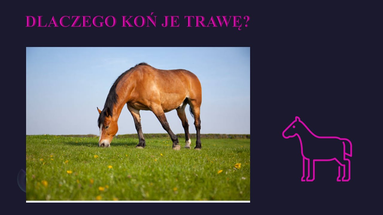 E04: Zoopsychologia, etologia, behawioryzm.