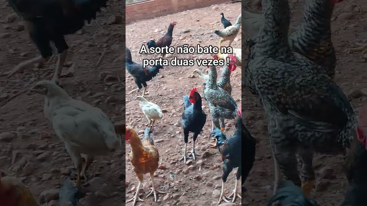 A sorte não bate na porta duas vezes!