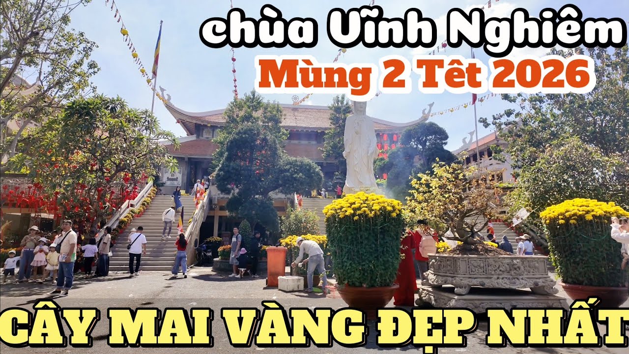 Mùng 2 Tết 2026 Đi tìm cây mai vàng nguyên thuỷ đẹp nhất chùa Vĩnh Nghiêm & không khi cầu an đầu năm