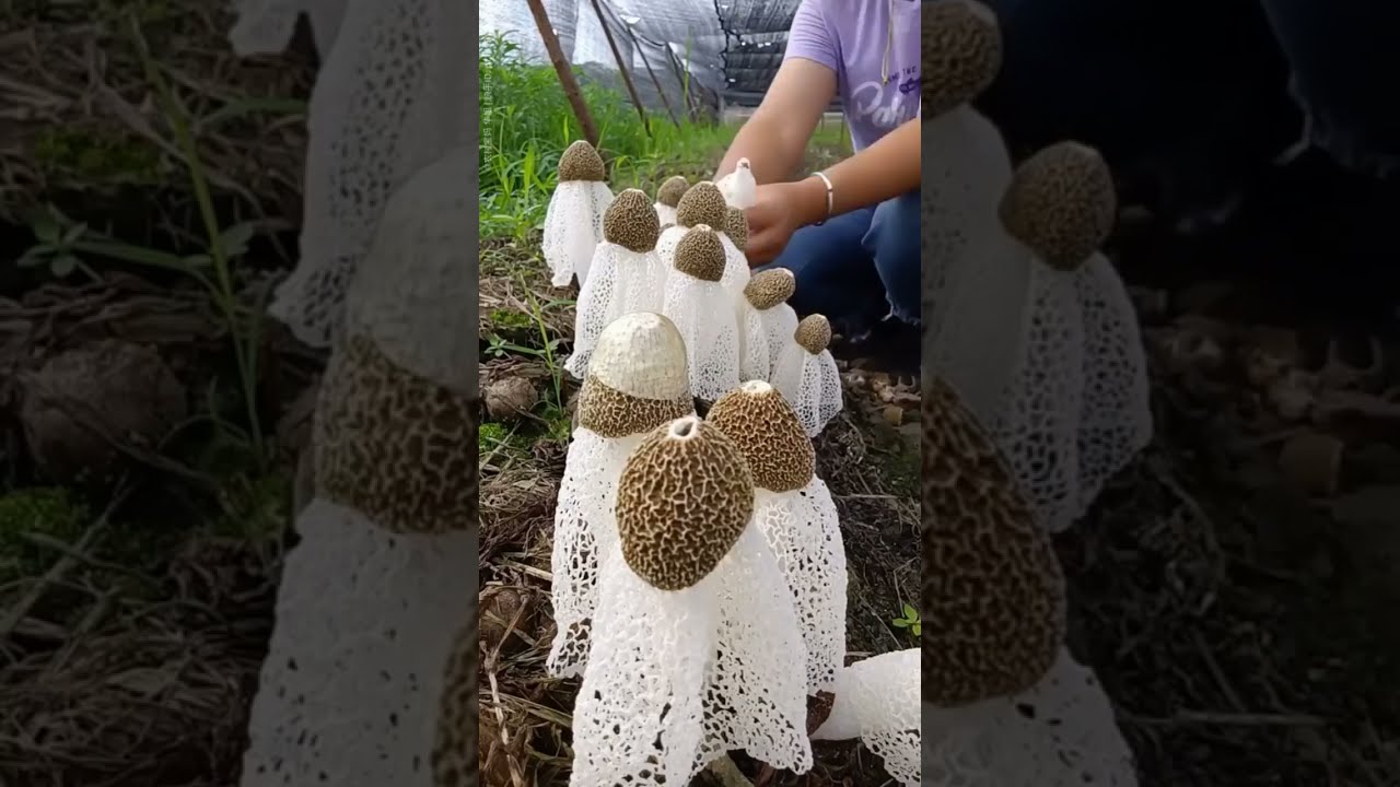 PANEN JAMUR TUDUNG PENGANTIN | MUSHROOM GROWING TIME LAPSE