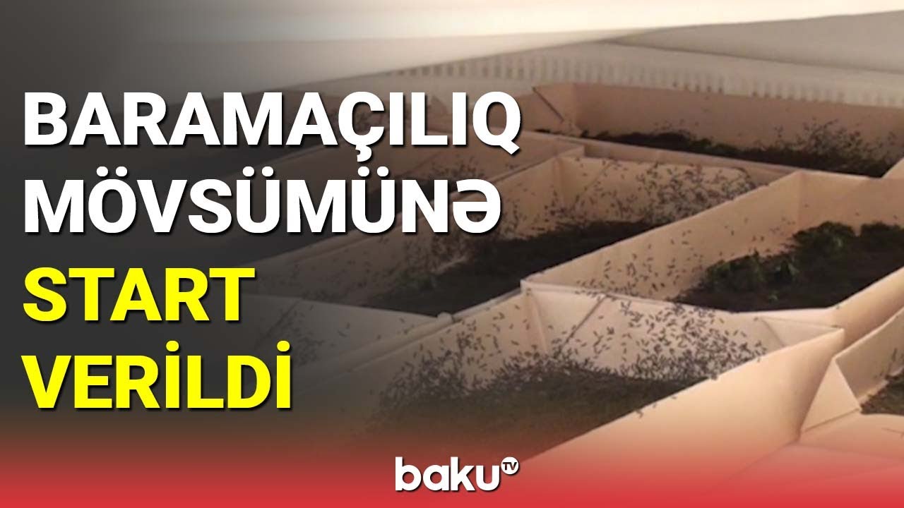 Baramaçılıq mövsümünə start verildi - BAKU TV