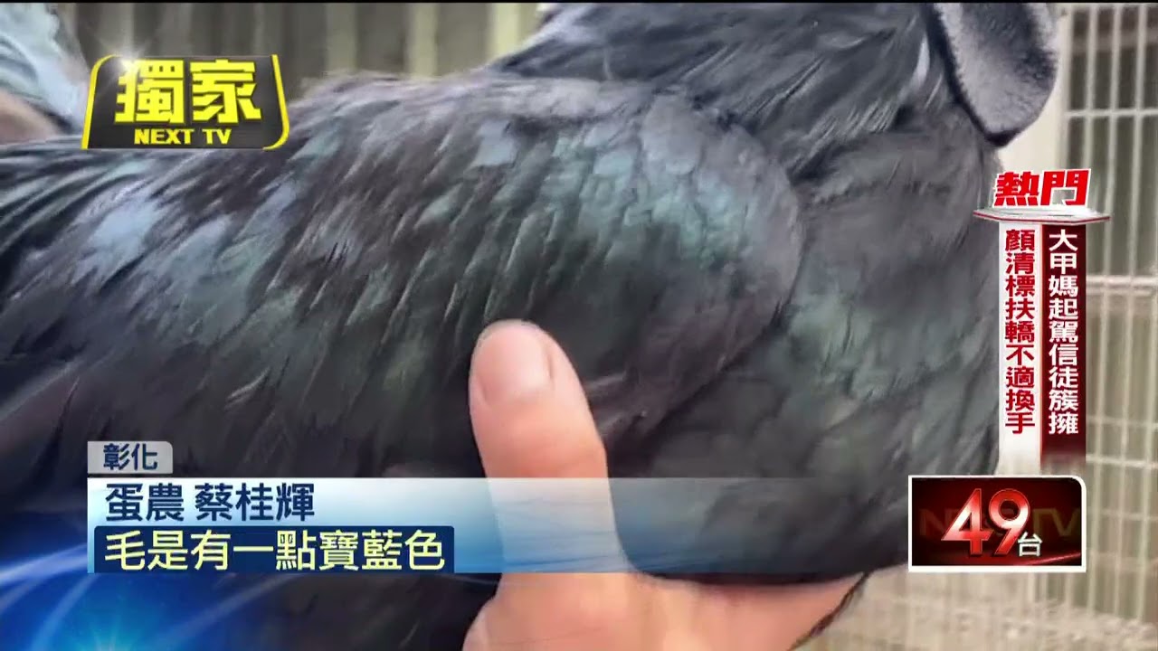 獨家／雞界「藍寶堅尼」生的！ 最貴雞蛋1顆賣500元