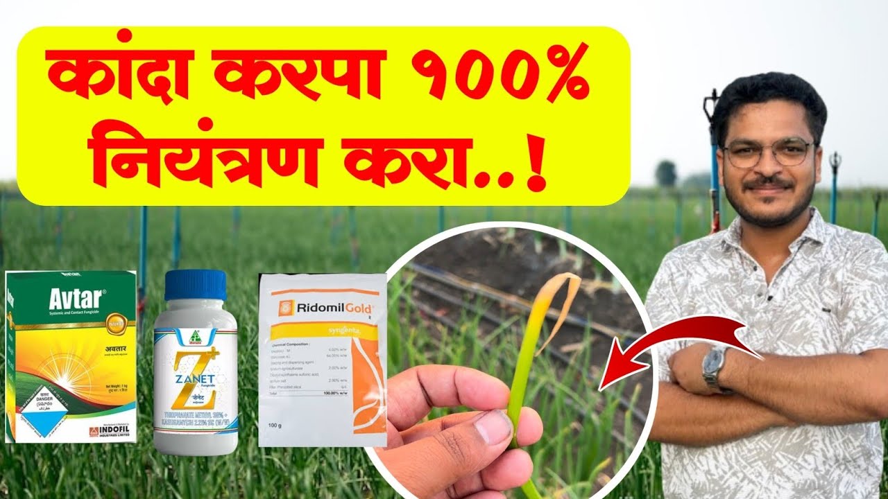 कांद्याचे शेंडे पिवळे पडत आहेत? करा हा उपाय | Kanda Karpa Niyantran