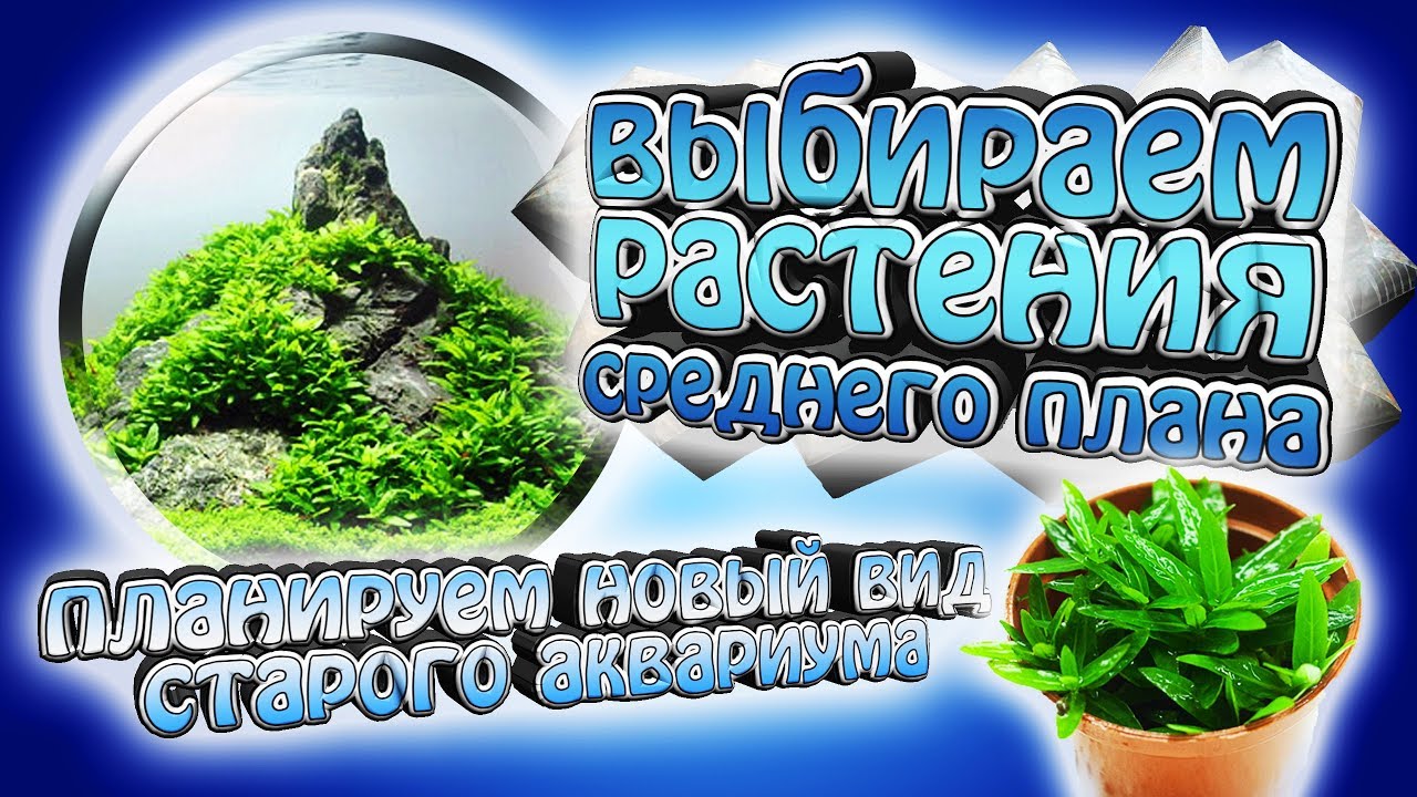 Выбираем лучшее растение среднего плана! - Новый вид старого акваруима