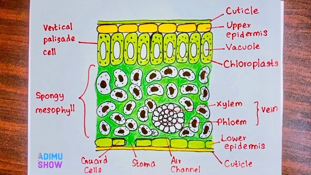 How to draw a cross section of a Leaf 🌿🍃🌱| Step by Step drawing tutorial