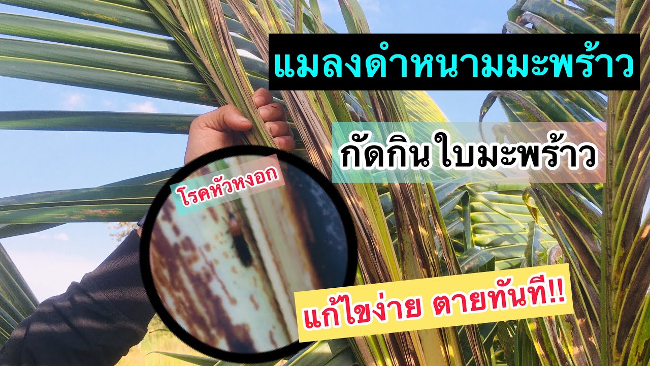 แมลงดำหนามมะพร้าว ตัวสาเหตุยอดไหม้ใบไหม้ แก้ไขง่ายจบด้วยสารนี้!!