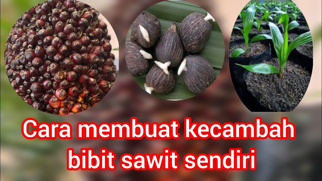 Cara membuat kecambah bibit sawit untuk di tanam sendiri yang bagus