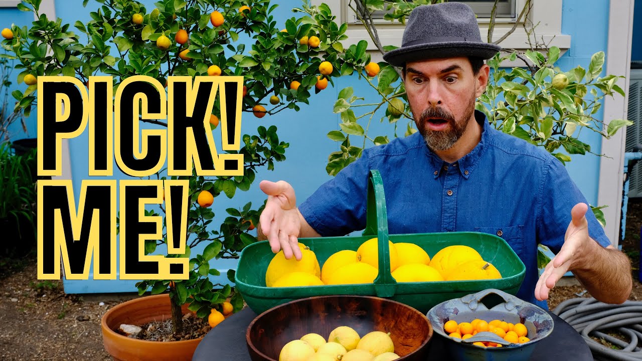 TIPS FOR HARVESTING MY FAVORITE CITRUS VARIETIES
