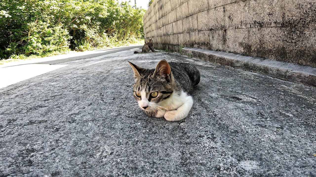 リラックスできる音楽と猫。睡眠音楽。やっぱり猫が好き。野良猫の日常