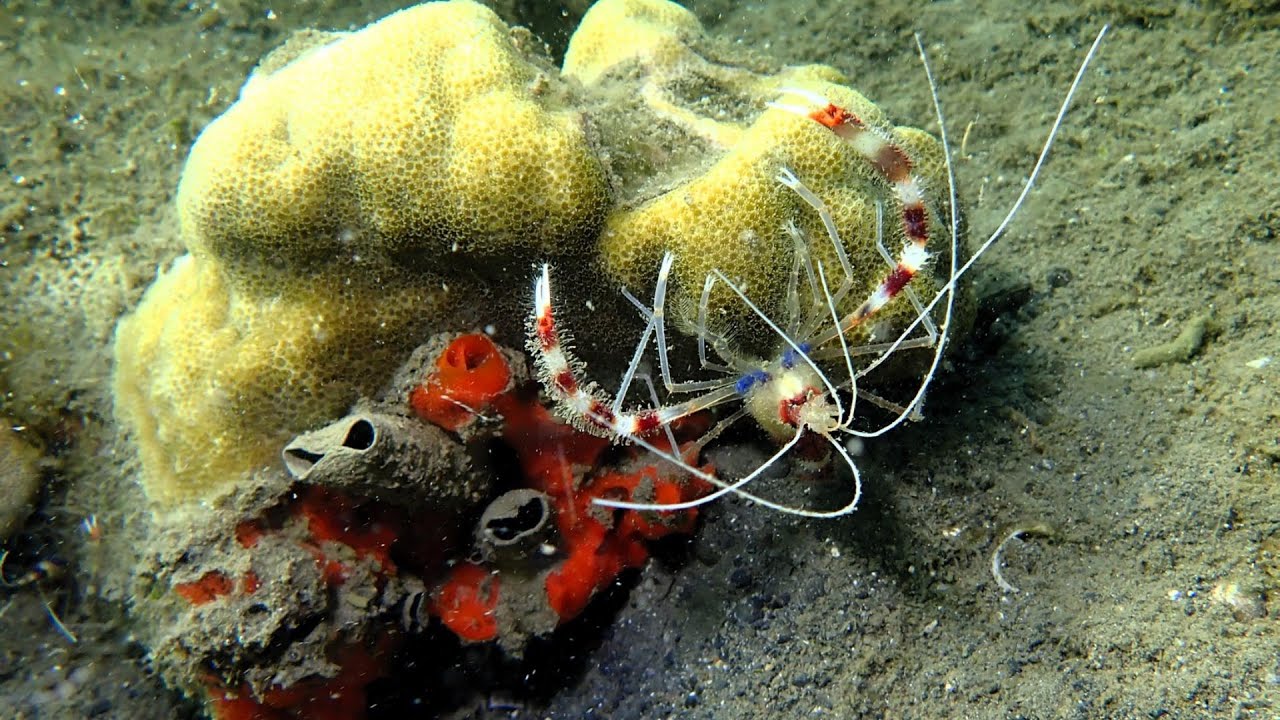 Snorkeling Two fish Lembeh's housereef, part. 1/2 - Sulawesi 2023