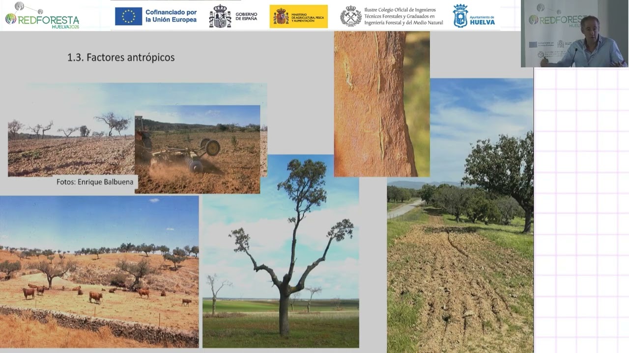 REDFORESTA HUELVA 2026 - Estrategias para mitigar en encina y alcornoque los efectos de la seca.