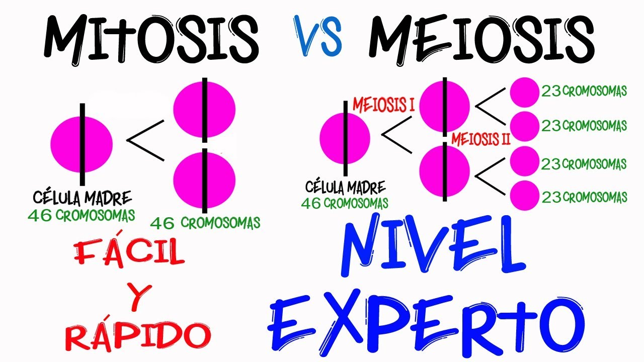 Diferencia Mitosis y Meiosis NIVEL EXPERTO en 2 minutos [F&aacute;cil y R&aacute;pido] | BIOLOG&Iacute;A |