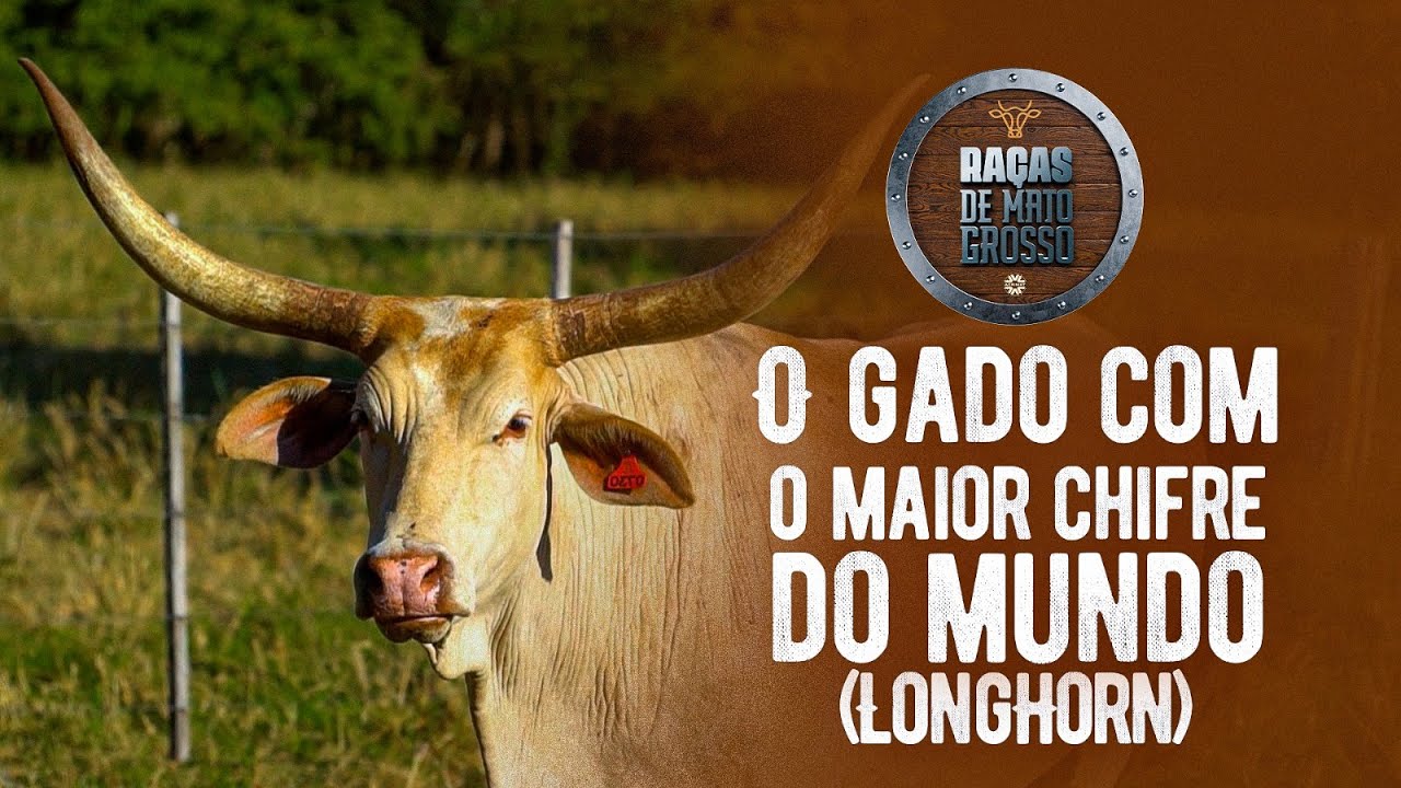 Raças de Mato Grosso - Longhorn