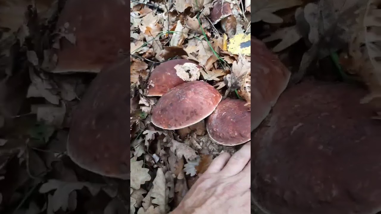 BEST BOLETUS #boletus #funghi #porcini #seta #cogumelo #mushroom #ciuperci #pilze