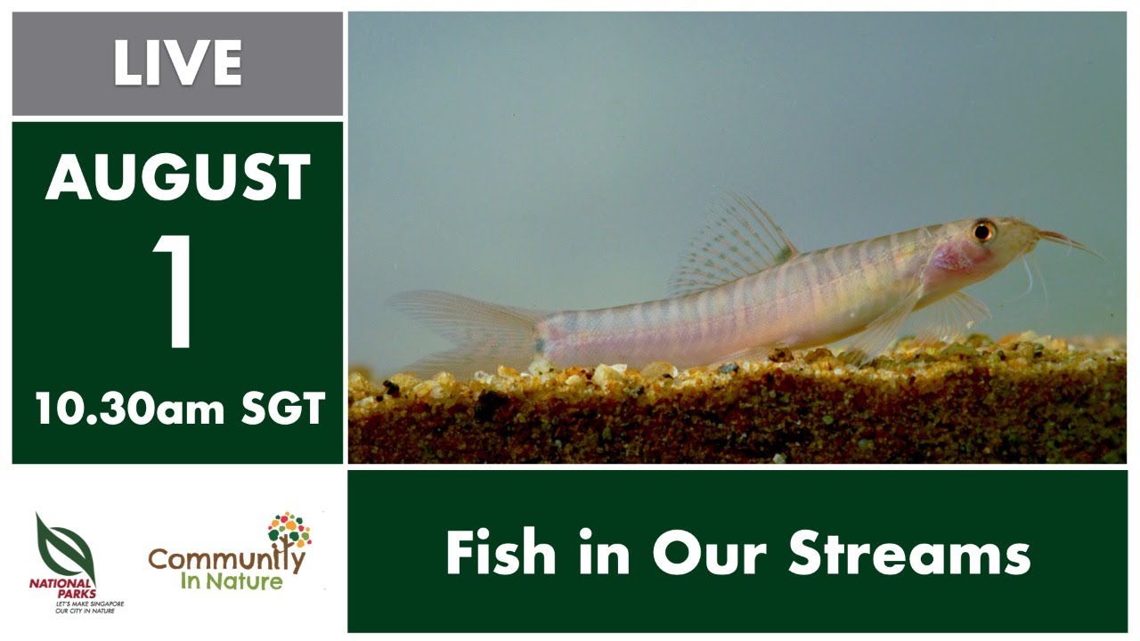 NParks Spotlight: Fish In Our Streams