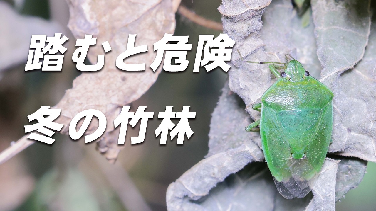 まさかここが越冬場所？冬の竹林に集まるカメムシ【ツヤアオカメムシ】