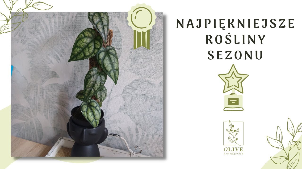 THE BEST OF czyli najpiękniejsze rośliny sezonu | przegląd roślinnych perełek | podsumowanie lata