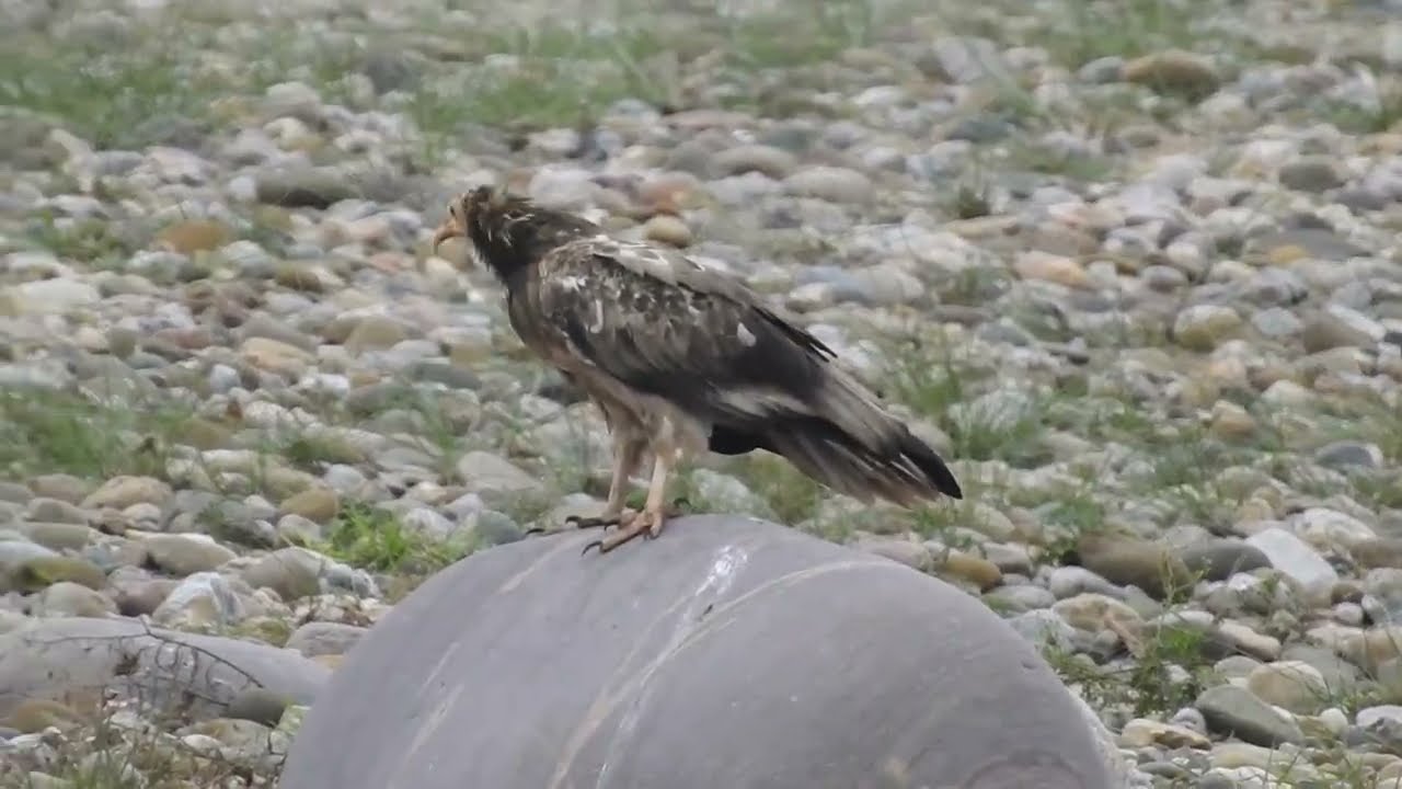 Egyptian Vulture Adult & Immature walking along open stream bank