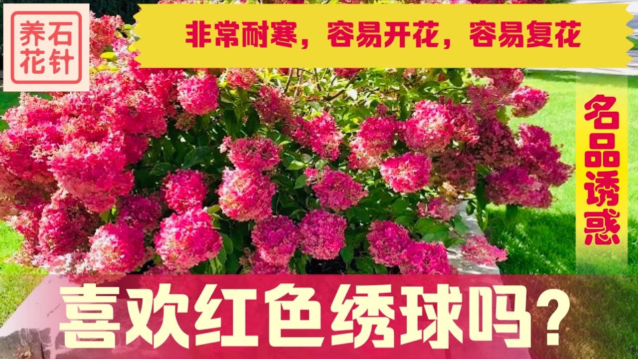 红艳艳的锥型绣球 - 说说主人养花的故事 - 多个拉丁名称：Hydrangea 'Vanilla Strawberry' ('Renhy', ‘Vanille Fraise’)