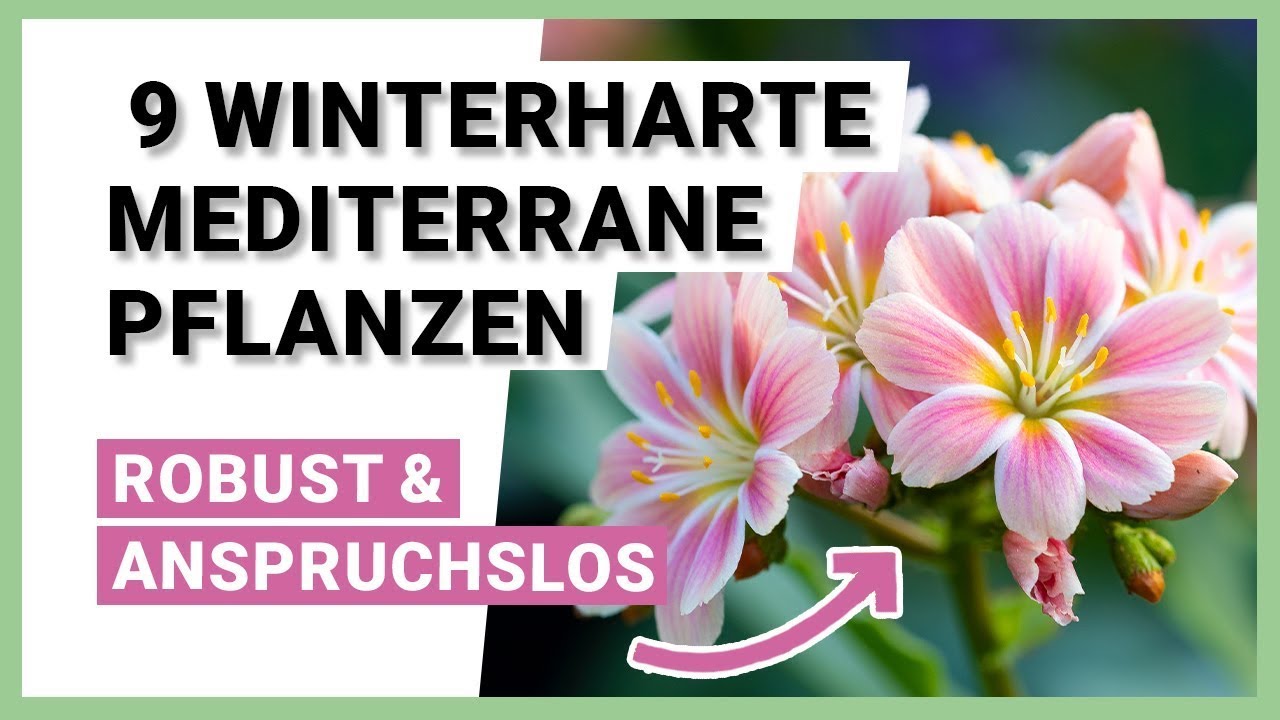 9 winterharte mediterrane Pflanzen f&uuml;r sommerliche Au&szlig;enbereiche