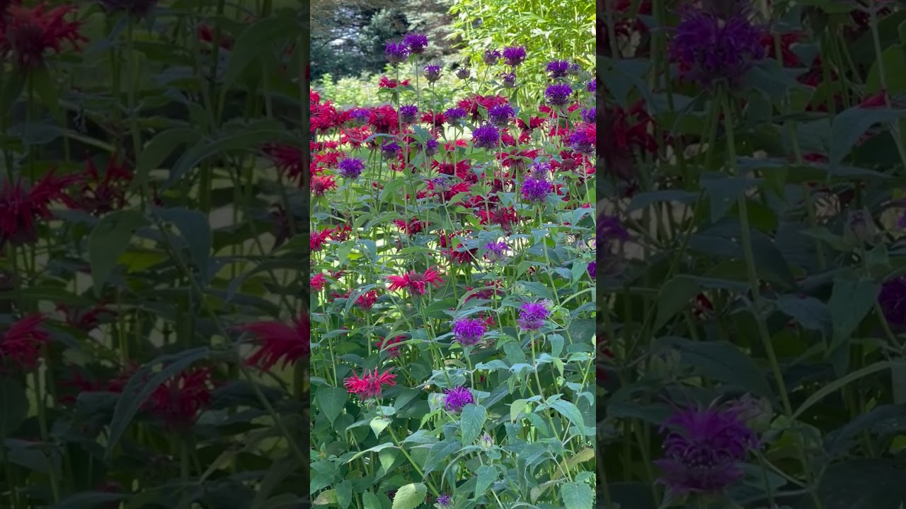 Hummingbird feeding on Bee balm flowers.