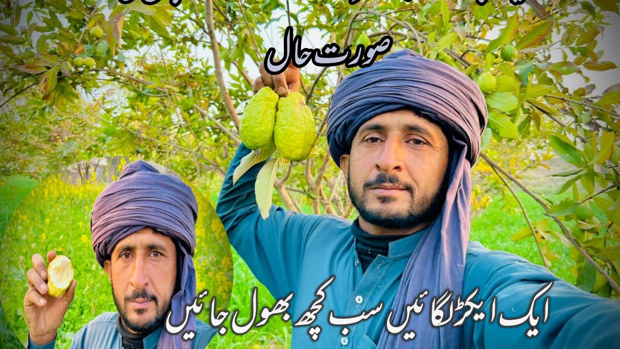 سیلاب کے بعد امرود کے باغ کی صورت حال