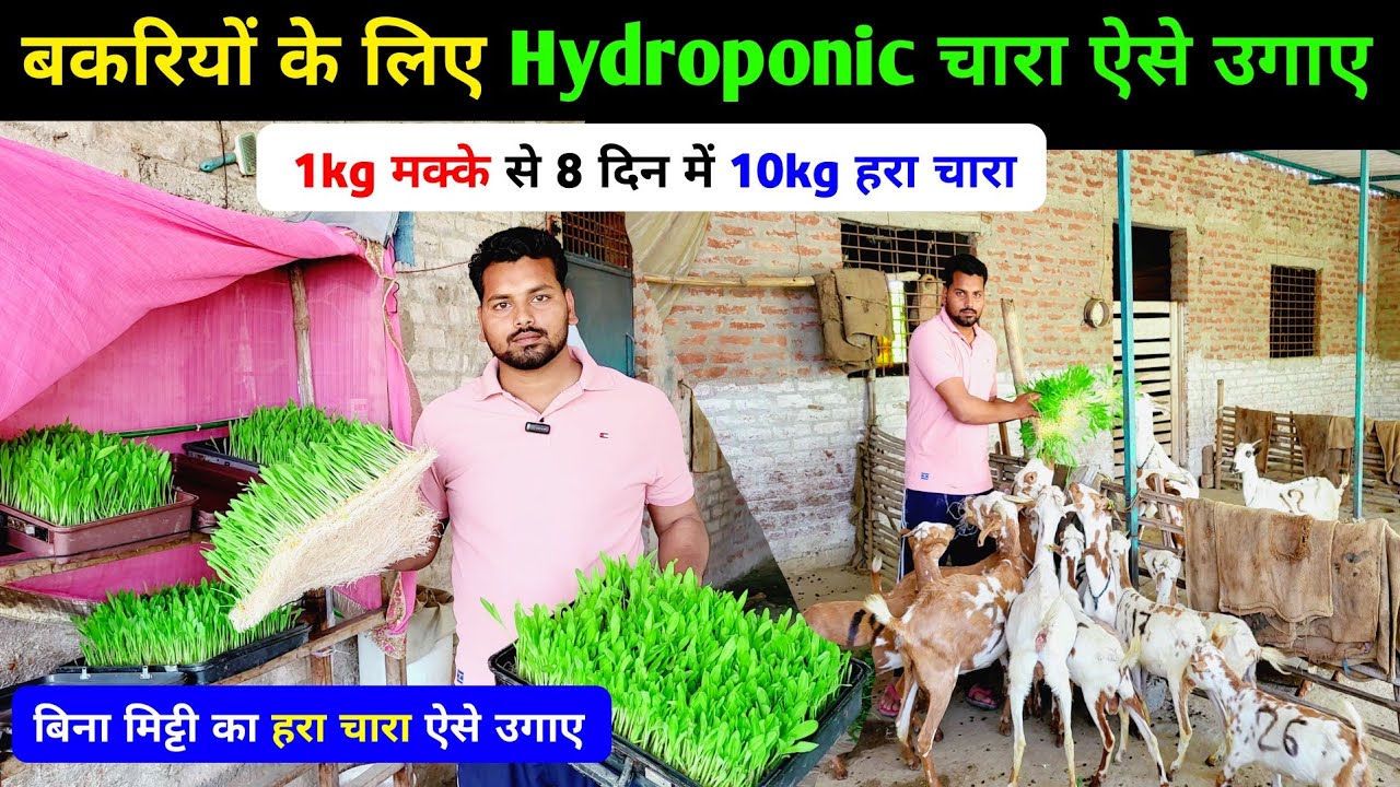 बकरियों के लिए Hydroponic चारा ऐसे उगाए !! hydroponic chara kaise banaye ! hydroponic chara for goat