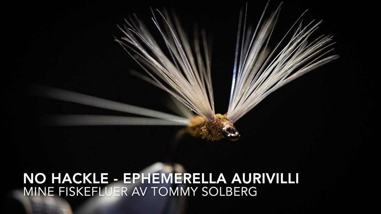 No hackle, Ephemerella Aurivilli - Mine fiskefluer, fluebinding, fluefiske og imitasjoner.