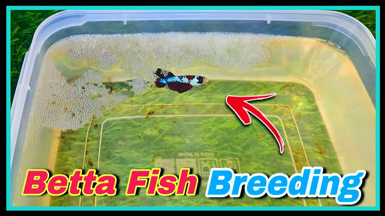How to Breed Betta Fish Step by Step 🤩 || Online Buyed Betta Fish Breeding Tutorial at Home