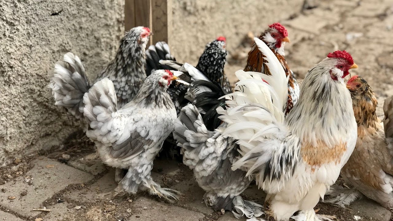 ANKARA ÇUBUK TAVUK PAZARI 🐔🐓.01.06.2023